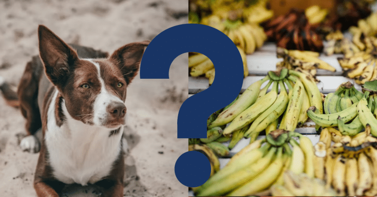 Can Dogs Eat Plantains