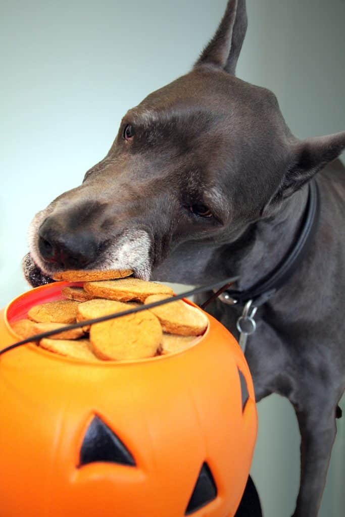 Can Dogs Eat Pumpkin Pie 2