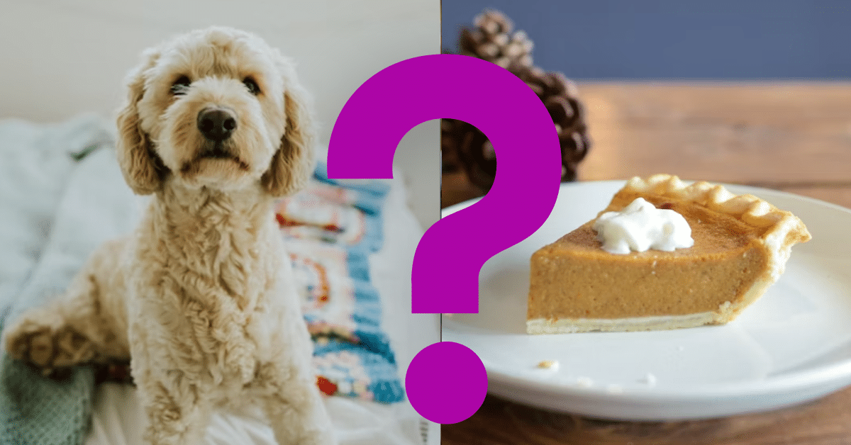 Can Dogs Eat Pumpkin Pie