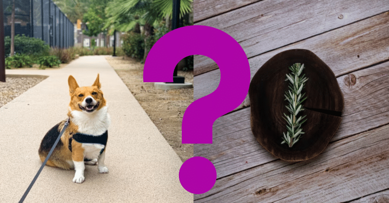 Can Dogs Eat Rosemary