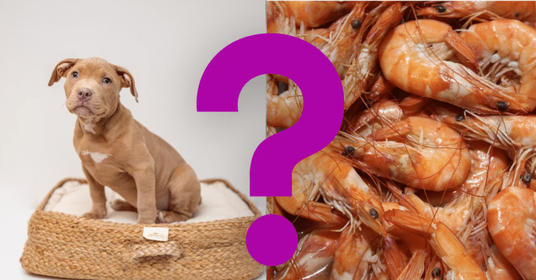 Can Dogs Eat Shrimp Tails