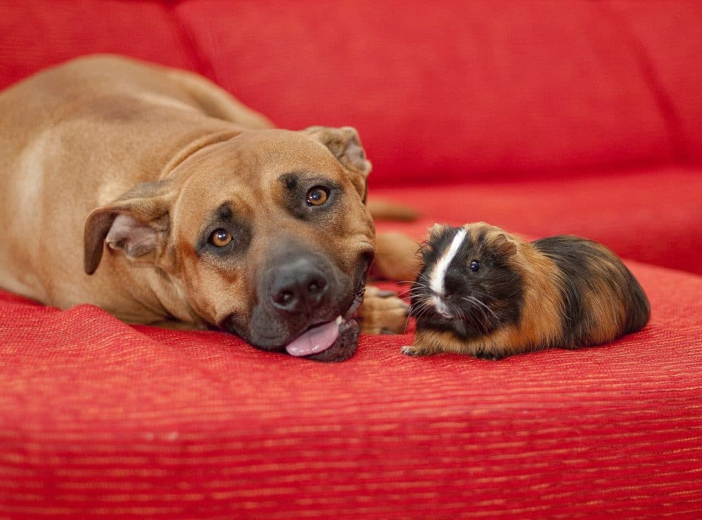Can Dogs Eat Steak 1
