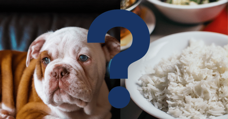 Can Dogs Eat White Rice