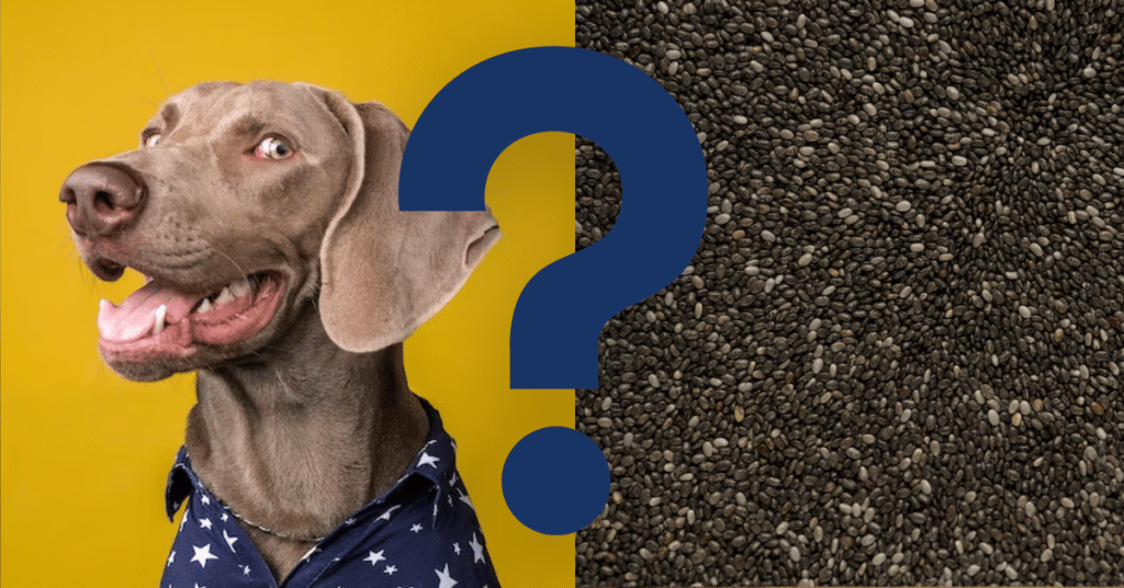 Can Dogs Eat Chia Seeds