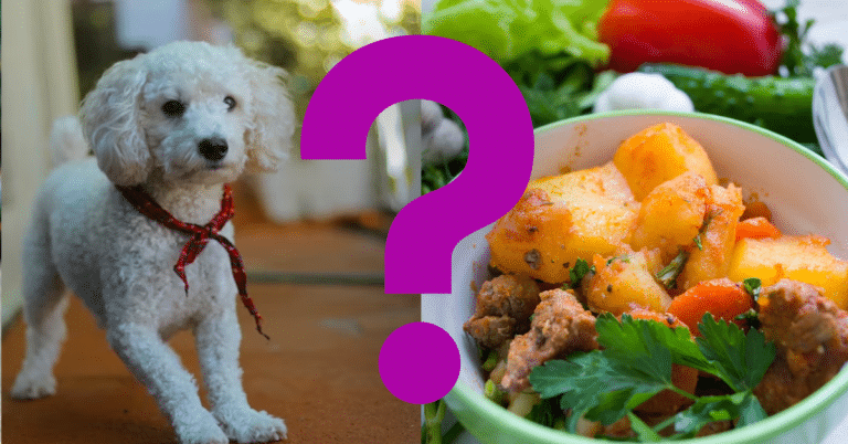 Can Dogs Eat Cooked Potatoes
