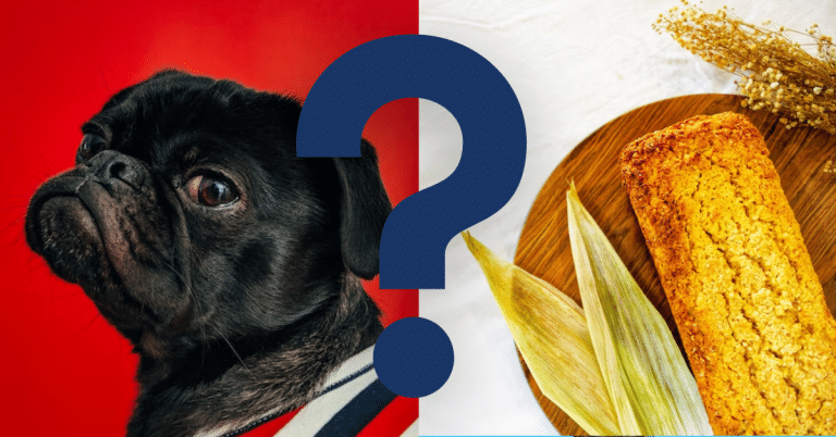 Can Dogs Eat Cornbread