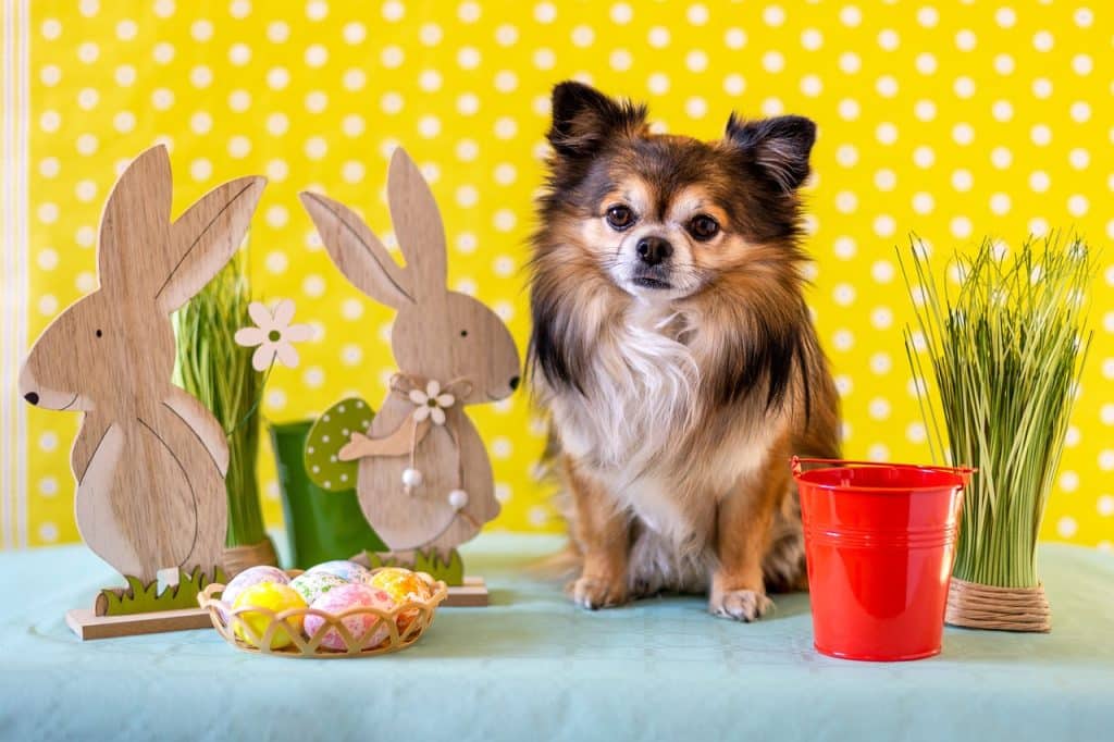 Can Dogs Eat Eggs 2