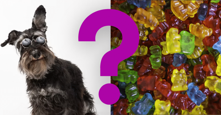 Can Dogs Eat Gummy Bears