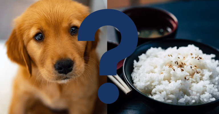 Can Dogs Eat Jasmine Rice
