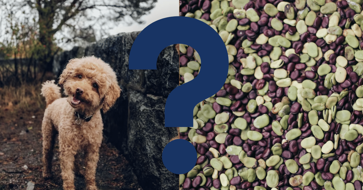 Can Dogs Eat Lima Beans