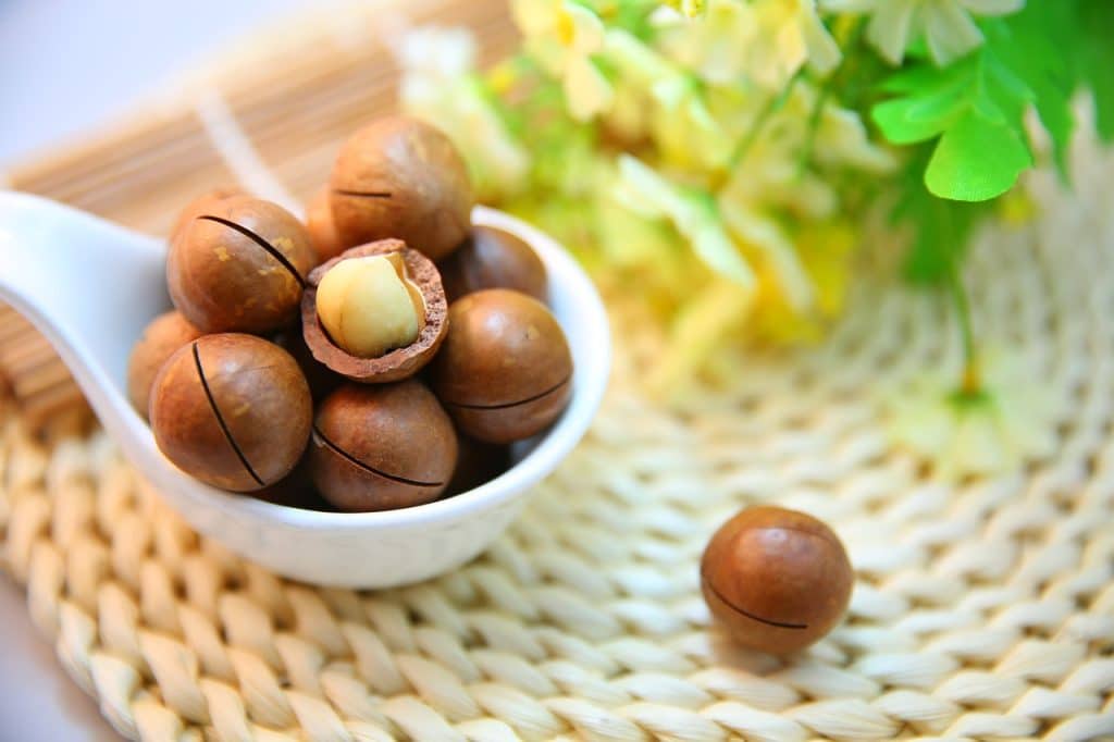 Can Dogs Eat Macadamia Nuts 1