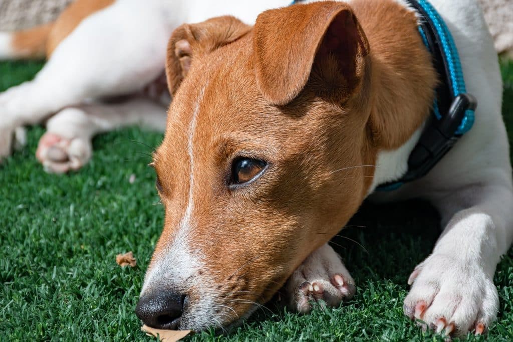 Can Dogs Eat Macadamia Nuts 2