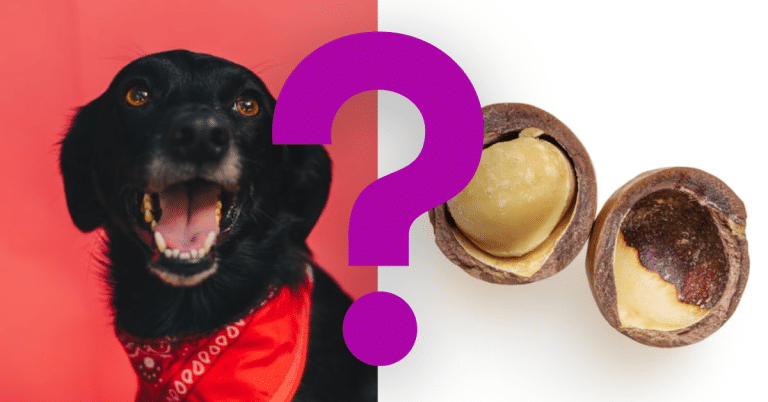 Can Dogs Eat Macadamia Nuts