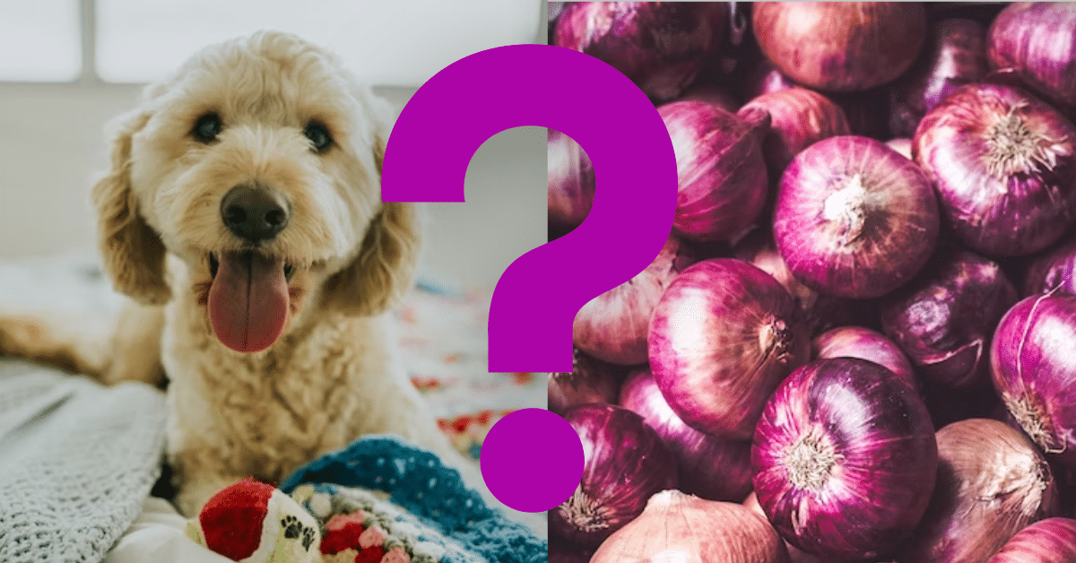 Can Dogs Eat Onions