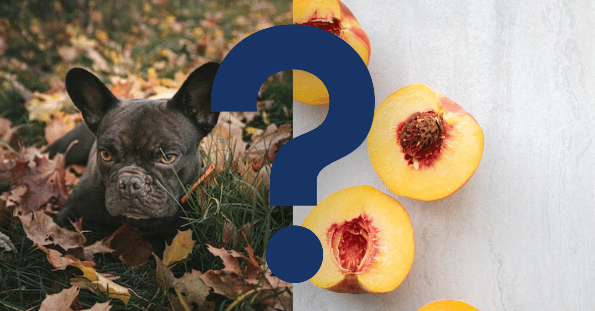 Can Dogs Eat Peach