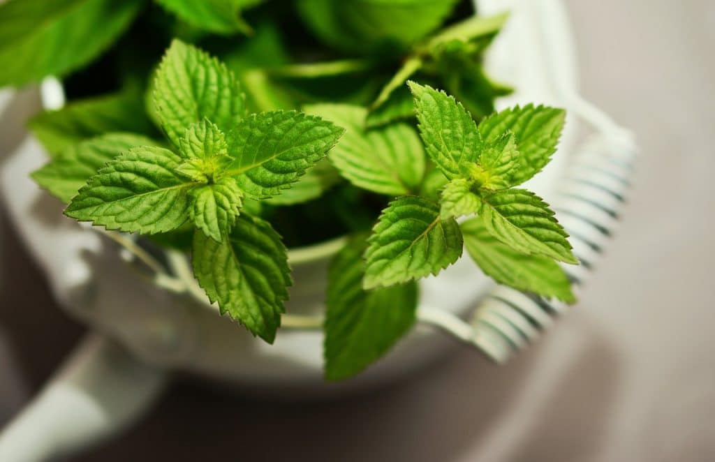 Can Dogs Eat Peppermint 1