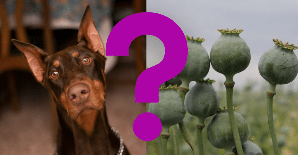 Can Dogs Eat Poppy Seeds
