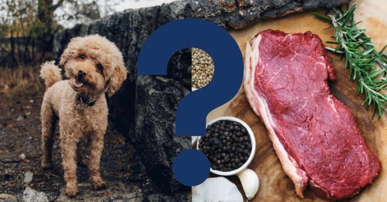 Can Dogs Eat Raw Beef