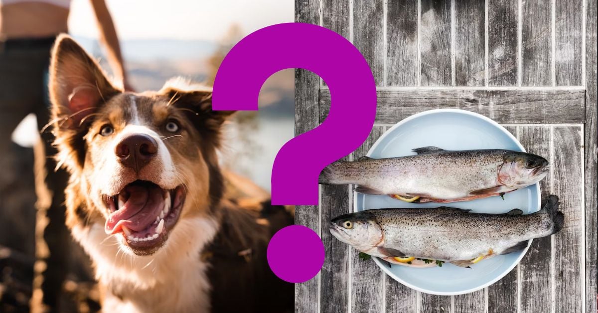 Can Dogs Eat Raw Fish