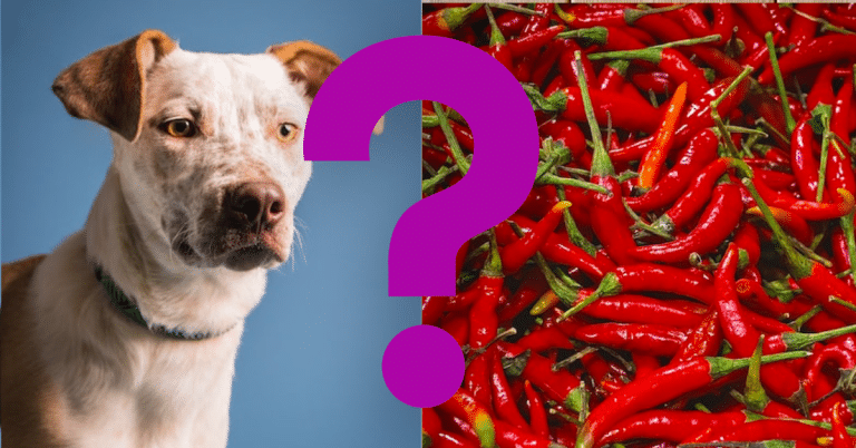Can Dogs Eat Red Peppers