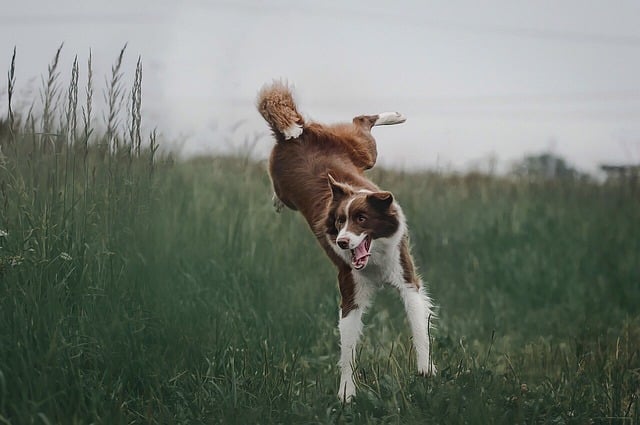 Can Dogs Eat Sugar 2