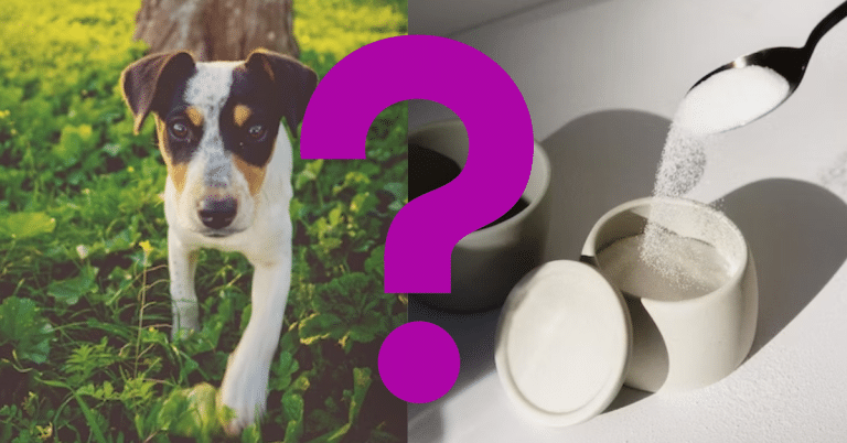 Can Dogs Eat Sugar