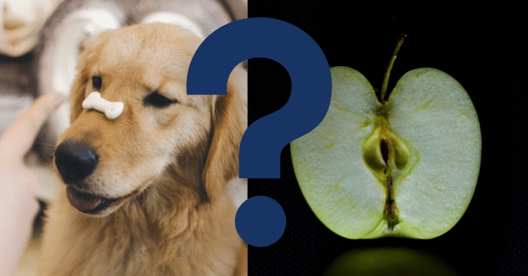Can Dogs Eat Apple Cores