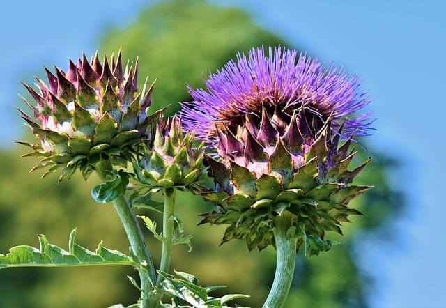Can Dogs Eat Artichokes 2