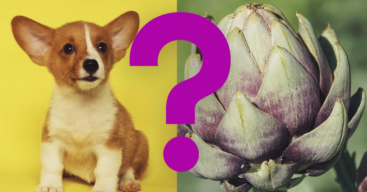 Can Dogs Eat Artichokes