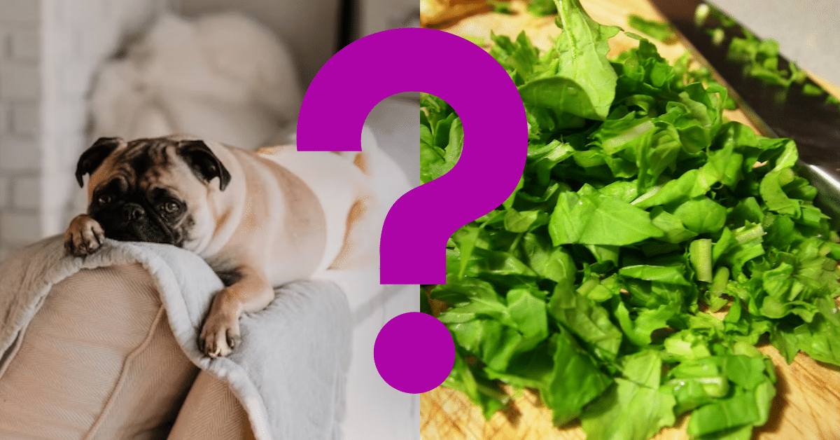 Can Dogs Eat Arugula