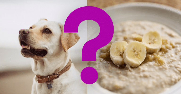 Can Dogs Eat Baby Food