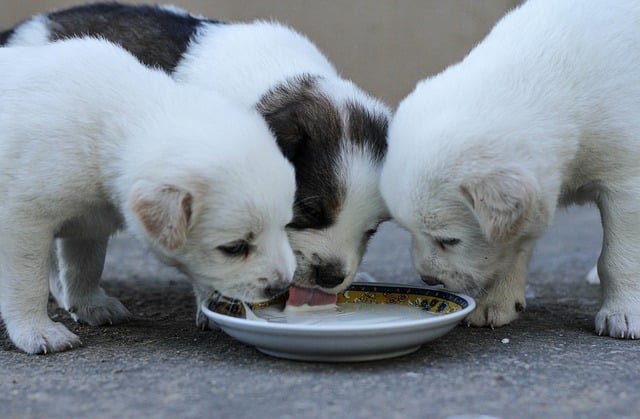 Can Dogs Eat Baby Food 2