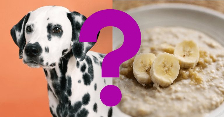 Can Dogs Eat Baby Food