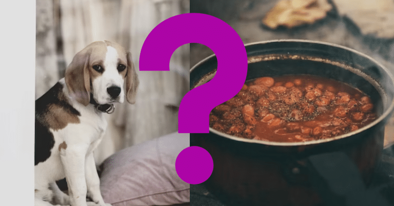 Can Dogs Eat Baked Beans