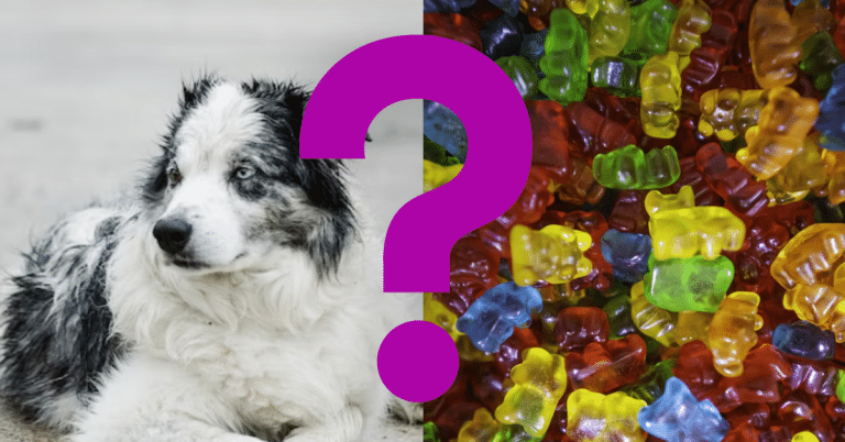 Can Dogs Eat Candy