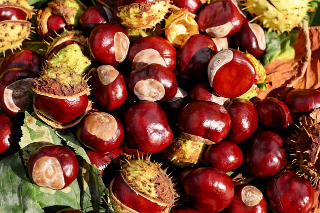 Can Dogs Eat Chestnuts 1