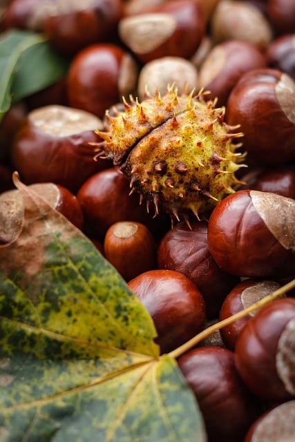 Can Dogs Eat Chestnuts 2