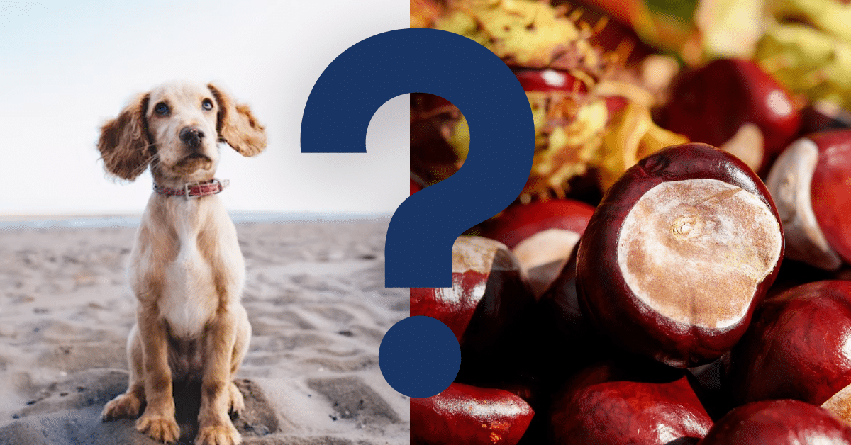 Can Dogs Eat Chestnuts