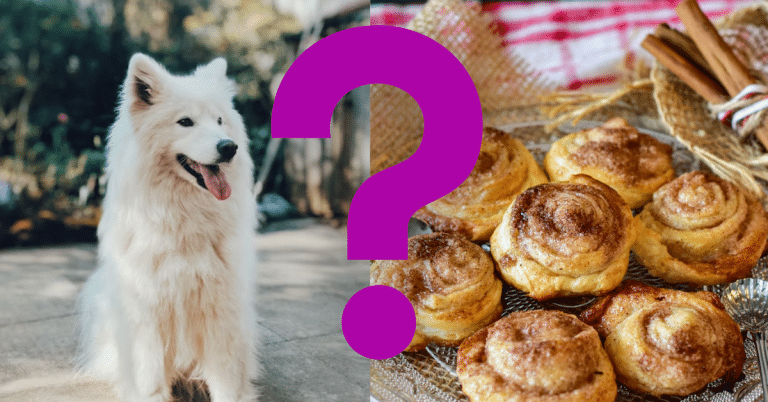 Can Dogs Eat Cinnamon Rolls