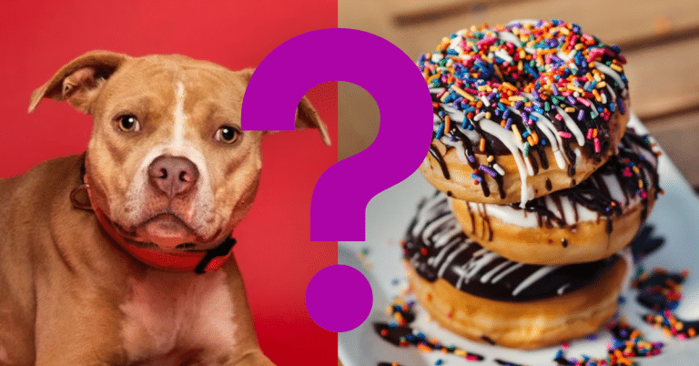 Can Dogs Eat Donuts