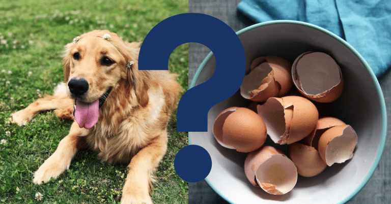 Can Dogs Eat Eggshells