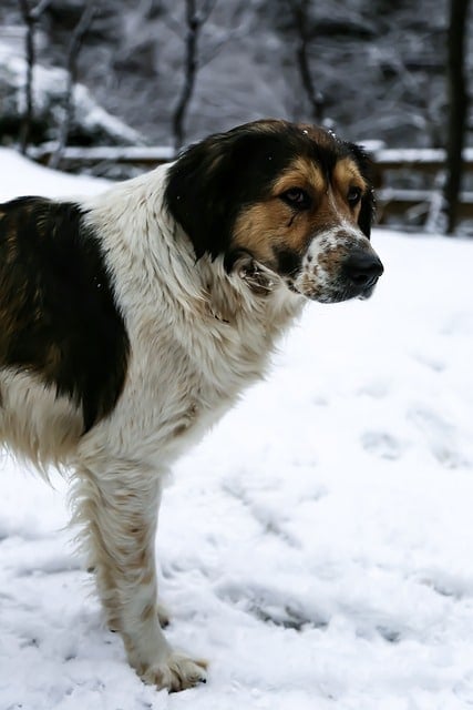 Can Dogs Eat Ground Turkey 2