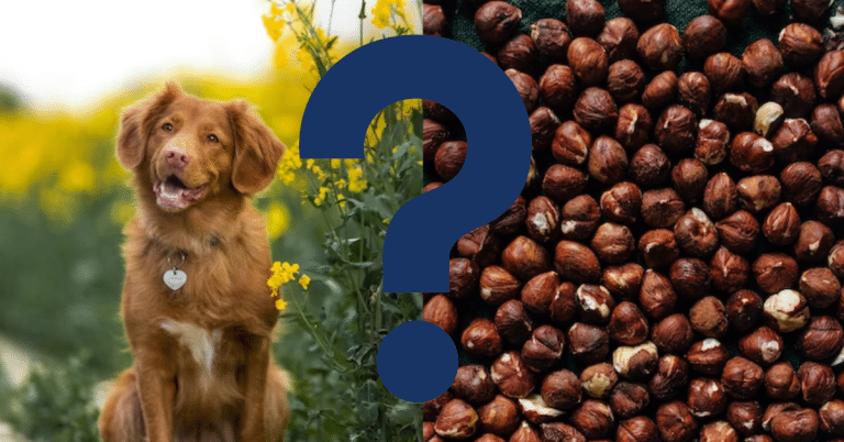 Can Dogs Eat Hazelnuts