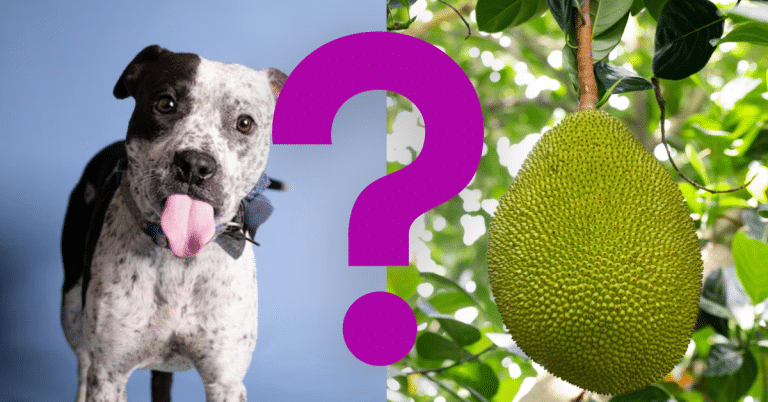 Can Dogs Eat Jackfruit