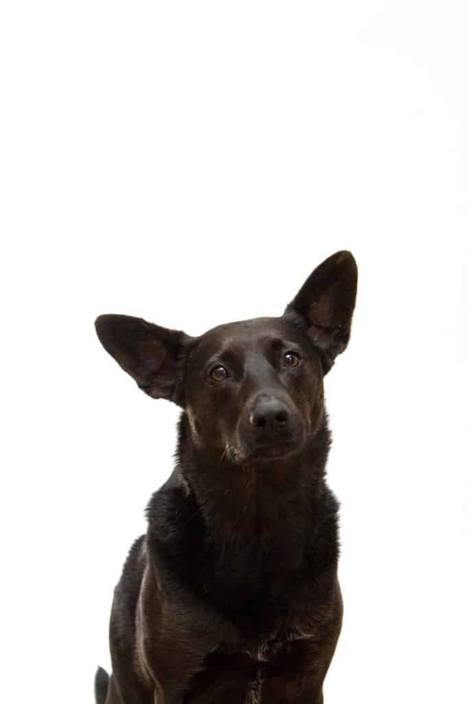 Can Dogs Eat Lamb Bones 2