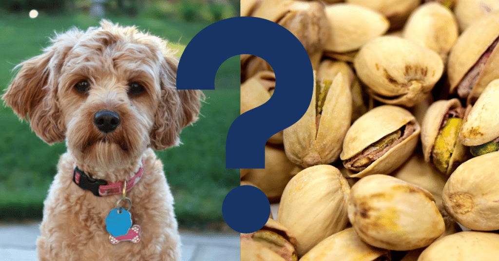 Can Dogs Eat Pistachio Nuts
