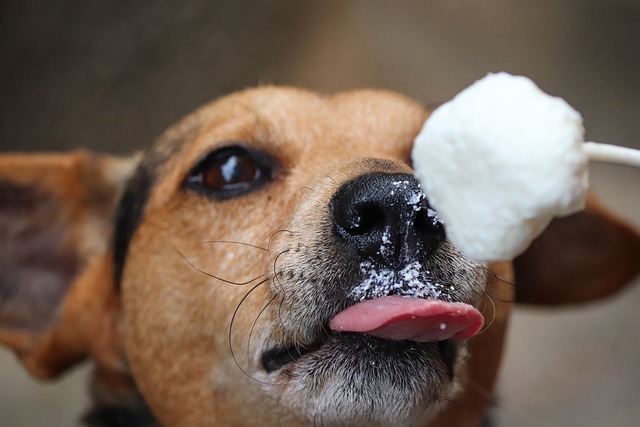 Can Dogs Eat Popsicles 2