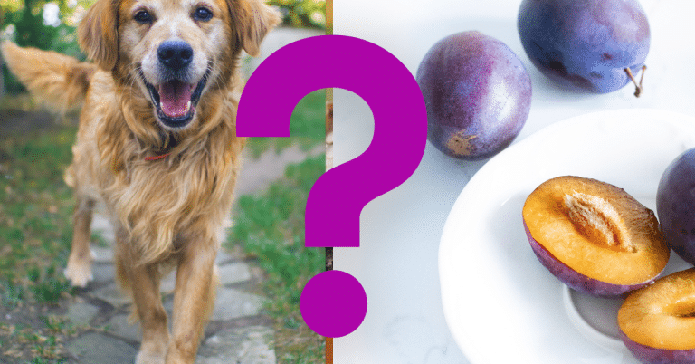 Can Dogs Eat Prunes