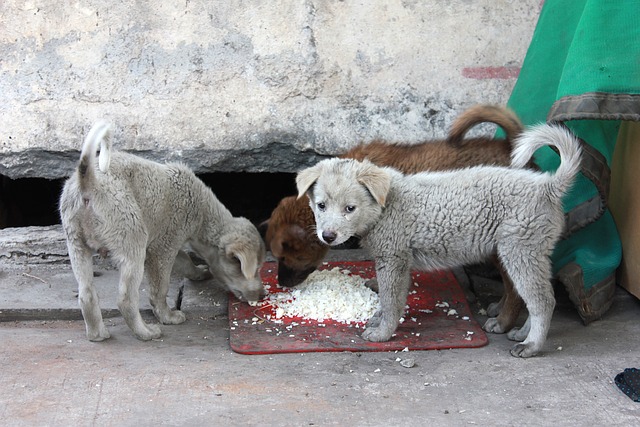 Can Dogs Eat Rice Cakes 2