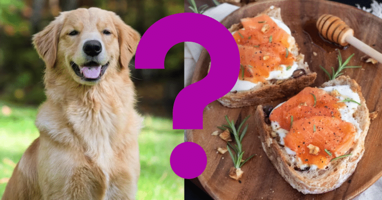 Can Dogs Eat Smoked Salmon